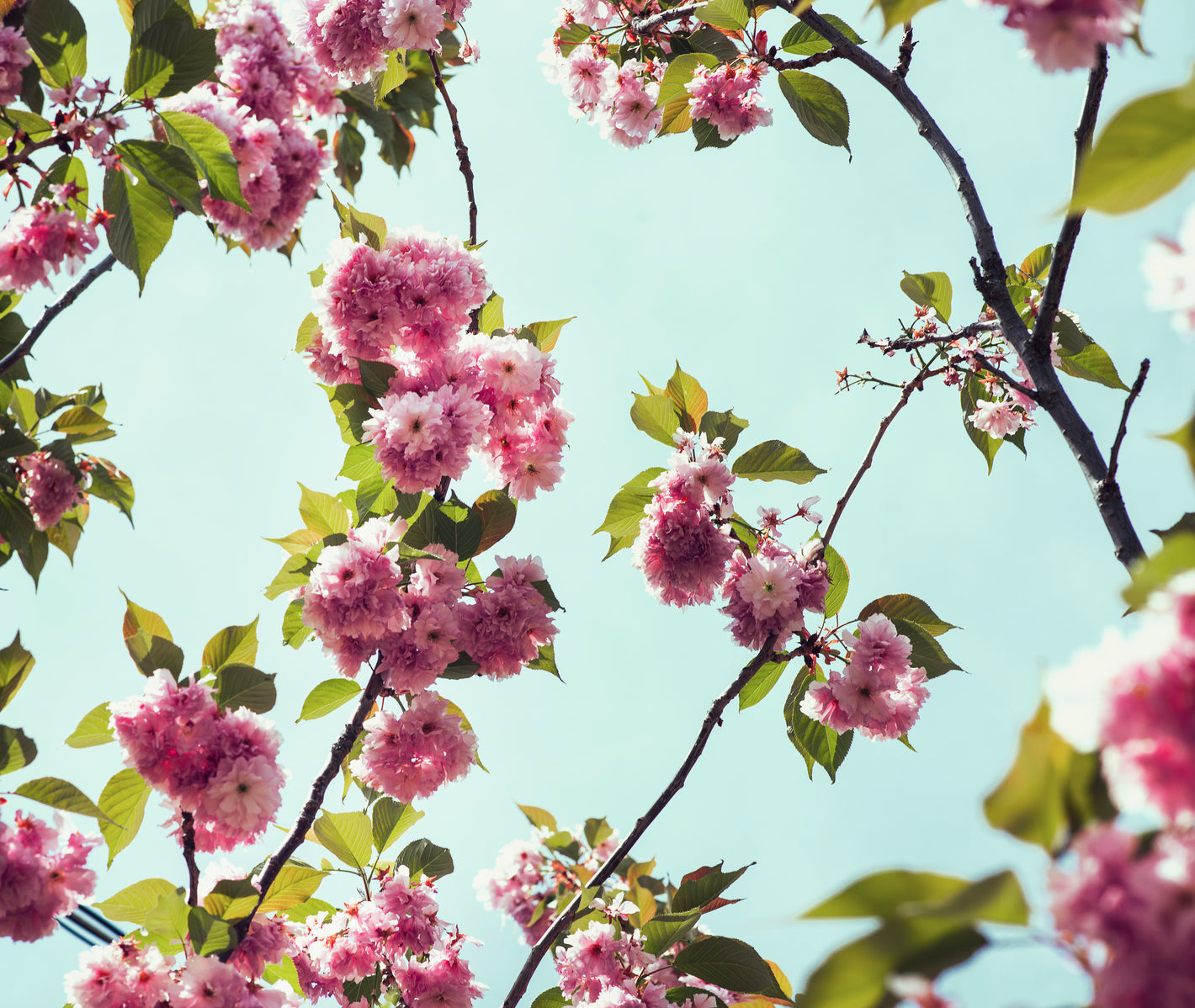 picture of flower blossoms